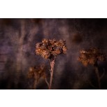Reliquia de invierno