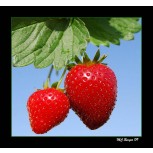 Fresas y cielo