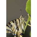Mariposa