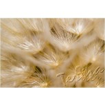  naturaleza abstracta