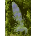 Feather in Pistach
