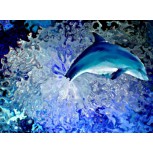 EL SALTO DEL  DELFIN