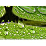 GOTAS DE  LLUVIA