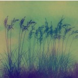Wild Reeds (VI)