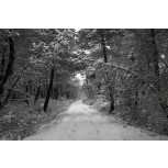 Pista forestal