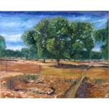 QUERCUS en los CAMPOS EXTREMEÑOS