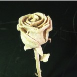 rosa tallada
