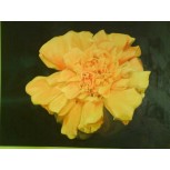 La flor