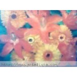FLORES  DE  LIRIOS  Y   YERBERAS