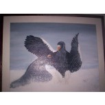 Pajaros / Birds