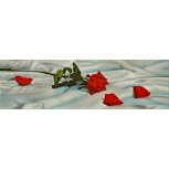 Rosa sobre sabana de seda, py-1659