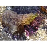 Metamorfosis
