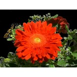 Flor 20