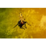 El Umbral Amarillo.