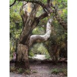 BOSQUE