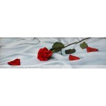 Rosa roja sobre sábana de seda