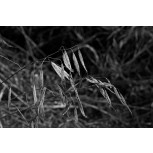 Herbarium en Penumbra