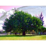 El árbol, tu árbol y mi árbol