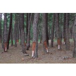 BOSQUE