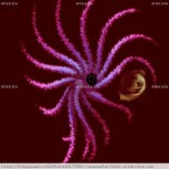 FRACTAL   IMAGEN ESTRELLA  DE  MAR  GIGANTE  ..