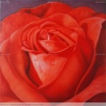 Rosa roja plano detalle