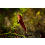 Curva del Otoño. 