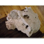 cabeza del bautista