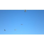 mirando el cielo