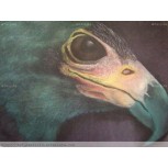 belleza tropical 2