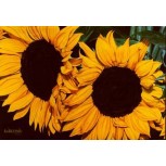 girasoles
