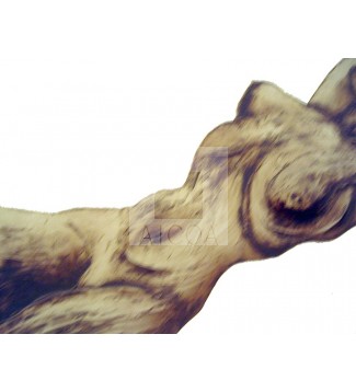 torso