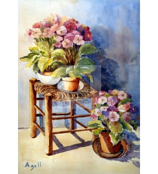 Primulas