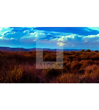 ALBUFERA