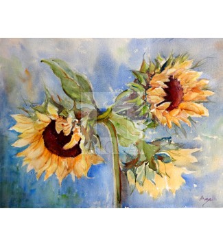 GIRASOLES