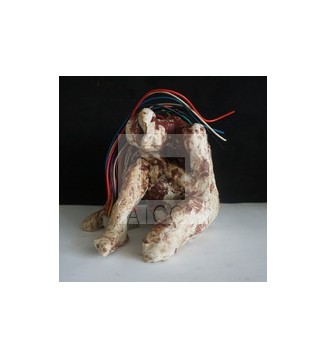 APRENDER EN CARNE VIVA EL LENGUAJE DIGITAL