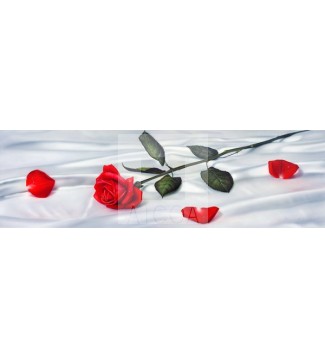 Rosa roja sobre sábana de seda PY-2116