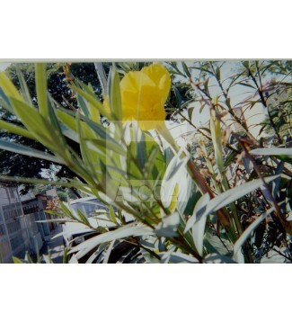 Flor amarilla silvestre