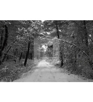 Pista forestal