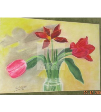 Tulipanes