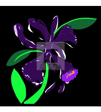Orquidea #23