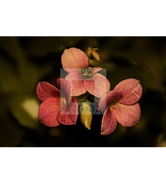 FLOR 1.