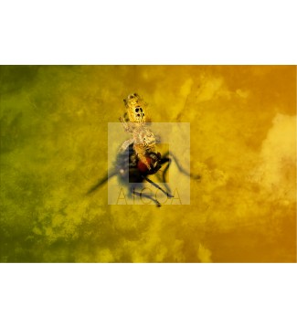 El Umbral Amarillo.