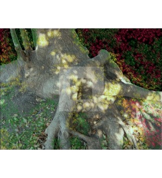 Raices