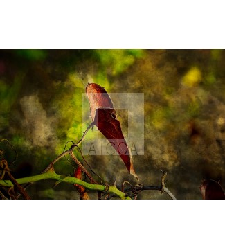 Curva del Otoño. 