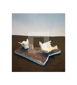 PÁJAROS ANCLADOS