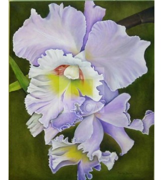 Orquidea Colombiana