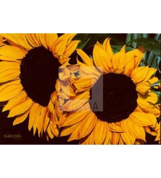 girasoles