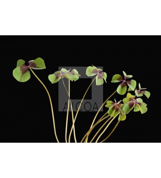 FLORECIMIENTO DE LA SUERTE