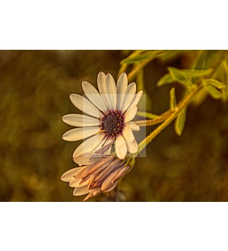 FLOR 2