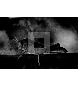 LA FORMA DEL SILENCIO